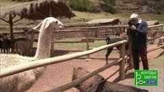 Звенигород и Перу. Непутевые заметки. Выпуск от 18.08.2019