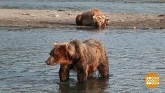 Голодные мишки. Доброе утро. Фрагмент выпуска от 19.08.2019