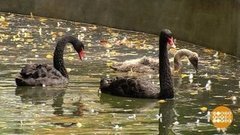 Любовь в мире животных. Доброе утро. Фрагмент выпуска от 20.08.2019