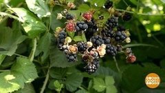 Самые ежевичные места. Доброе утро. Фрагмент выпуска от 21.08.2019