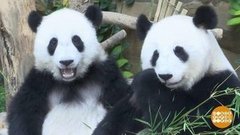 В мире. Имя для панды. Доброе утро. Фрагмент выпуска от 21.08.2019