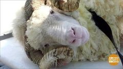 Купание белого барана. Доброе утро. Фрагмент выпуска от 23.08.2019