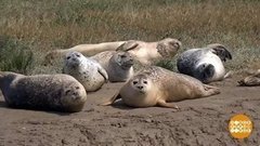 В мире. Перепись живности на Темзе. Доброе утро. Фрагмент выпуска от 26.08.2019