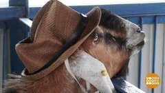 Козлик в шляпе и крашеные овцы. Доброе утро. Фрагмент выпуска от 26.08.2019