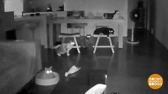 В мире. Кошкам повезло. Доброе утро. Фрагмент выпуска от 30.08.2019