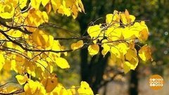 Пять причин полюбить осень. Доброе утро. Фрагмент выпуска от 02.09.2019