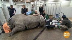 В мире. Спасение носорогов от вымирания. Доброе утро. Фрагмент выпуска от 04.09.2019
