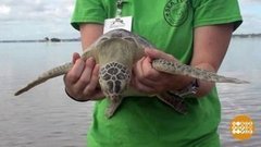 В мире. Спасли редких черепах. Доброе утро. Фрагмент выпуска от 04.09.2019