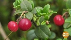 Брусника пошла! Доброе утро. Фрагмент выпуска от 05.09.2019