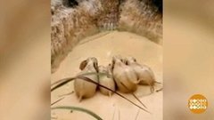 В мире. Спасли стадо слонов. Доброе утро. Фрагмент выпуска от 05.09.2019