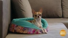 Главней всего — зверушки в доме! Доброе утро. Фрагмент выпуска от 06.09.2019