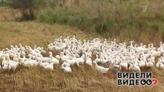 Батальон гусей. Видели видео? Фрагмент выпуска от 08.09.2019