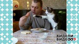 Кот, который умеет выпрашивать еду. Видели видео? Фрагмент
