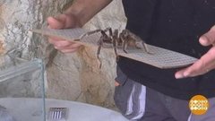 В мире. Как не бояться пауков. Доброе утро. Фрагмент выпуска от 11.09.2019