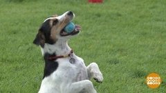 Зверогаджеты. Доброе утро. Фрагмент выпуска от 12.09.2019