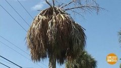 В мире. Болезнь тропических пальм. Доброе утро. Фрагмент выпуска от 12.09.2019