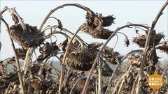 Путь семечки: от поля до бутылки. Доброе утро. Фрагмент выпуска от 12.09.2019