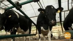 В мире. Экспериментальные буренки. Доброе утро. Фрагмент выпуска от 16.09.2019