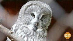 Такие разные совы. Доброе утро. Фрагмент выпуска от 20.09.2019