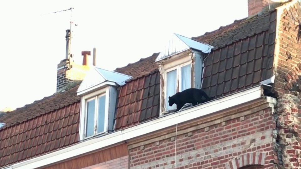 Хищник сбежал из частного зоопарка?