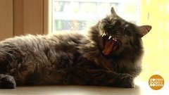 Барсика вызывали? Доброе утро. Фрагмент выпуска от 26.09.2019