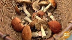 Грибной сезон: лови волну! Вторую… Доброе утро. Фрагмент выпуска от 27.09.2019