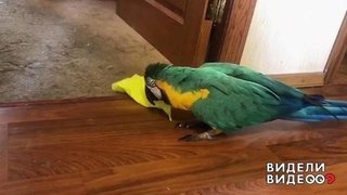 Чистоплотный попугай. Видели видео? Фрагмент выпуска от 29.09.2019