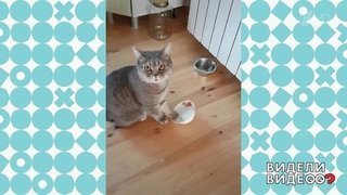 Кот и его миска. Видели видео? Фрагмент выпуска от 29.09.2019
