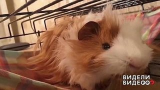 Дрессированная морская свинка. Видели видео? Фрагмент выпуска от 29.09.2019