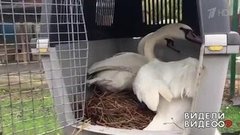 Спасение лебедей. Видели видео? Фрагмент выпуска от 29.09.2019