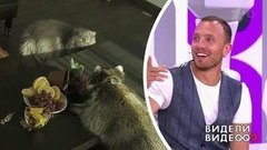 Один дома: кошка Тимура Соловьева. Видели видео? Фрагмент выпуска от 29.09.2019