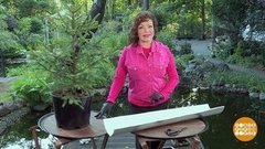 Елочка, расти! Доброе утро. Фрагмент выпуска от 30.09.2019