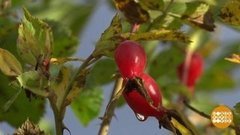 Шиповник. Вкуснотища! Доброе утро. Фрагмент выпуска от 01.10.2019