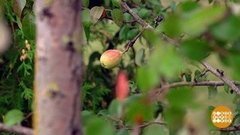Удобряем плодовые деревья. Доброе утро. Фрагмент выпуска от 02.10.2019