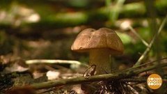 Грибники, грибники, торопитесь! Доброе утро. Фрагмент выпуска от 03.10.2019