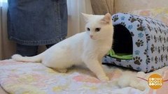 Кошечка, не злись! Доброе утро. Фрагмент выпуска от 03.10.2019