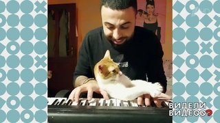 Несекретные материалы: музыкант Сарпер Думан и его кошки. Видели видео? Фрагмент выпуска от 06.10.2019