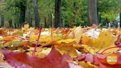 Золотая осень и никакой хандры! Доброе утро. Фрагмент выпуска от 07.10.2019