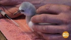 В мире. Спасают розовых фламинго. Доброе утро. Фрагмент выпуска от 09.10.2019