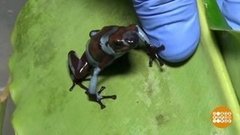 В мире. Красивые и ядовитые лягушки. Доброе утро. Фрагмент выпуска от 10.10.2019
