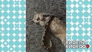 Кошка и ее экзотический друг. Видели видео? Фрагмент выпуска от 13.10.2019