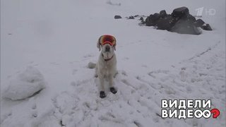 Собака-альпинист. Видели видео? Фрагмент выпуска от 13.10.2019