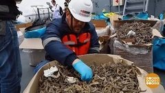 В мире. Контрабанда морских коньков. Доброе утро. Фрагмент выпуска от 14.10.2019