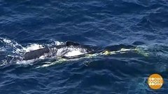 В мире. Спасли китенка. Доброе утро. Фрагмент выпуска от 16.10.2019