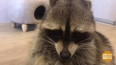 Енот Тема худеет. Доброе утро. Фрагмент выпуска от 16.10.2019