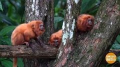 В мире. Золотистые львы тамарины. Доброе утро. Фрагмент выпуска от 17.10.2019