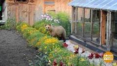 Откуда медведи? Из леса, вестимо! Доброе утро. Фрагмент выпуска от 17.10.2019