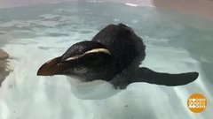 В мире. Пингвин-путешественник. Доброе утро. Фрагмент выпуска от 21.10.2019