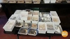 В мире. Контрабанда питонов. Доброе утро. Фрагмент выпуска от 22.10.2019