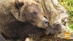 Мишка, ложись спать! Доброе утро. Фрагмент выпуска от 22.10.2019